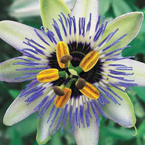 Passiflora caerulea Clear Sky - Passionsblume Clear Sky - Passionsblume