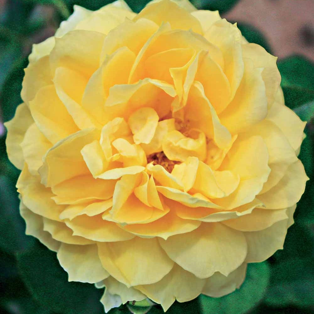 Inselrose Bahama ® Intercomham - Willemse