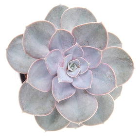 Echeveria Pearl Von Nuernberg - Echeverie ‘Perle von Nürnberg’ - Kaktus und fette Pflanze