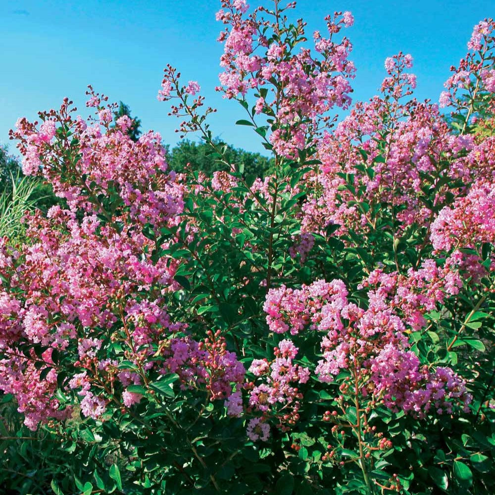 Flieder des Südens Petit Pink - Lagerstroemia indica Petit Pink - Willemse