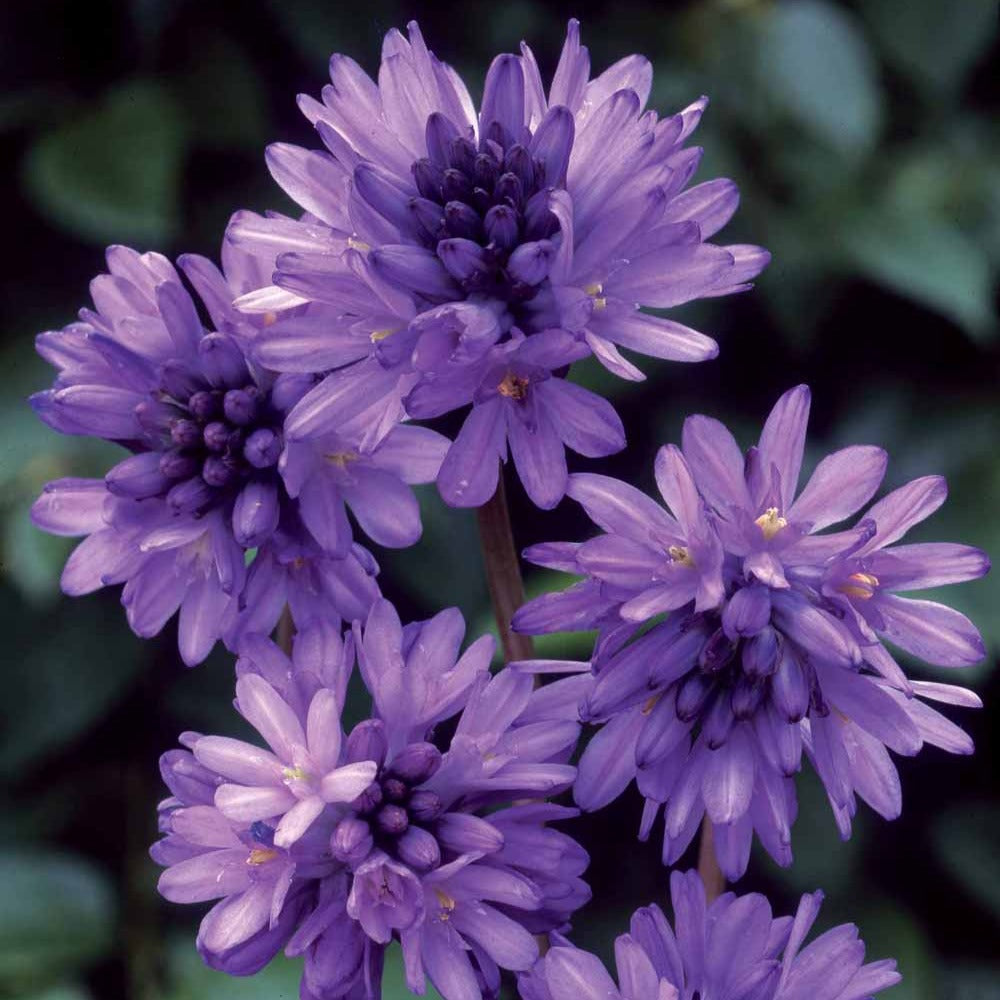 Frühlingsstern - Willemse