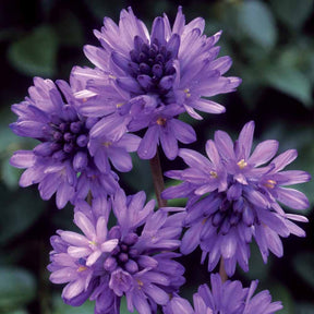Frühlingsstern - Dichelostemma congestum - Willemse
