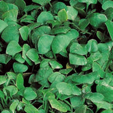 Winterportulak - Willemse