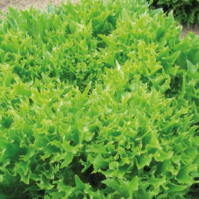 Bataviasalat ‘Eazyleaf Skilton’ - Lactuca sativa Eazyleaf Skilton - Willemse