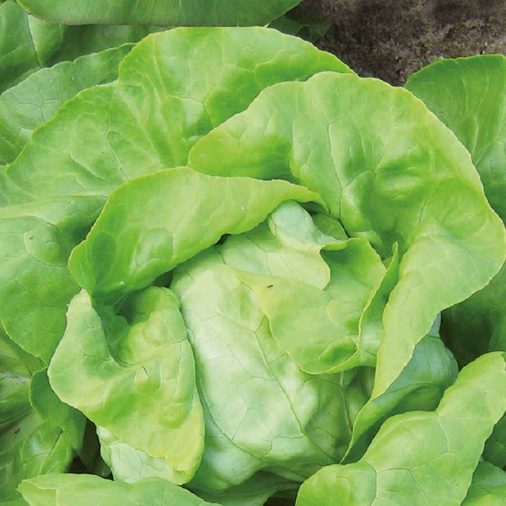 Kopfsalat Matilda Bio - Willemse