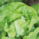 Kopfsalat Matilda Bio - Willemse