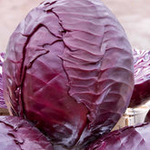 Rotkohl Langedijker Bewaar 2 - Willemse