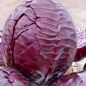 Rotkohl Langedijker Bewaar 2 - Willemse