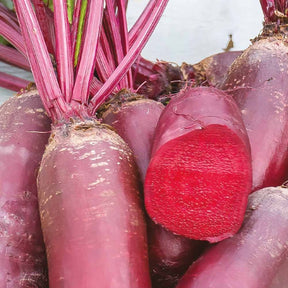 Rote Bete Cylindra Bio - Willemse