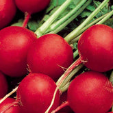 Radieschen ‘Celesta’ F1 - Willemse