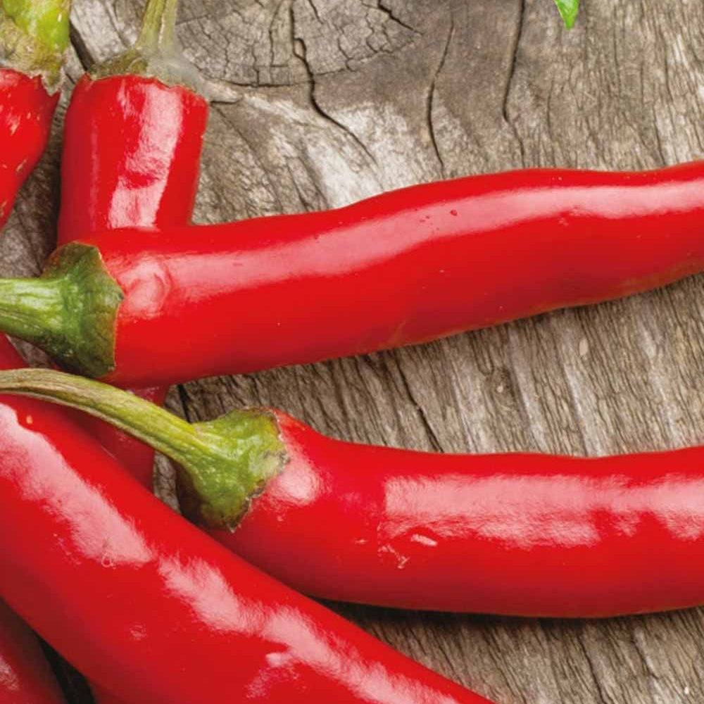 Chili Westlandse lange rode Bio - Willemse