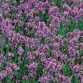 Lavendel Bio - Willemse