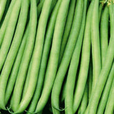 Buschbohne Kylian - Willemse