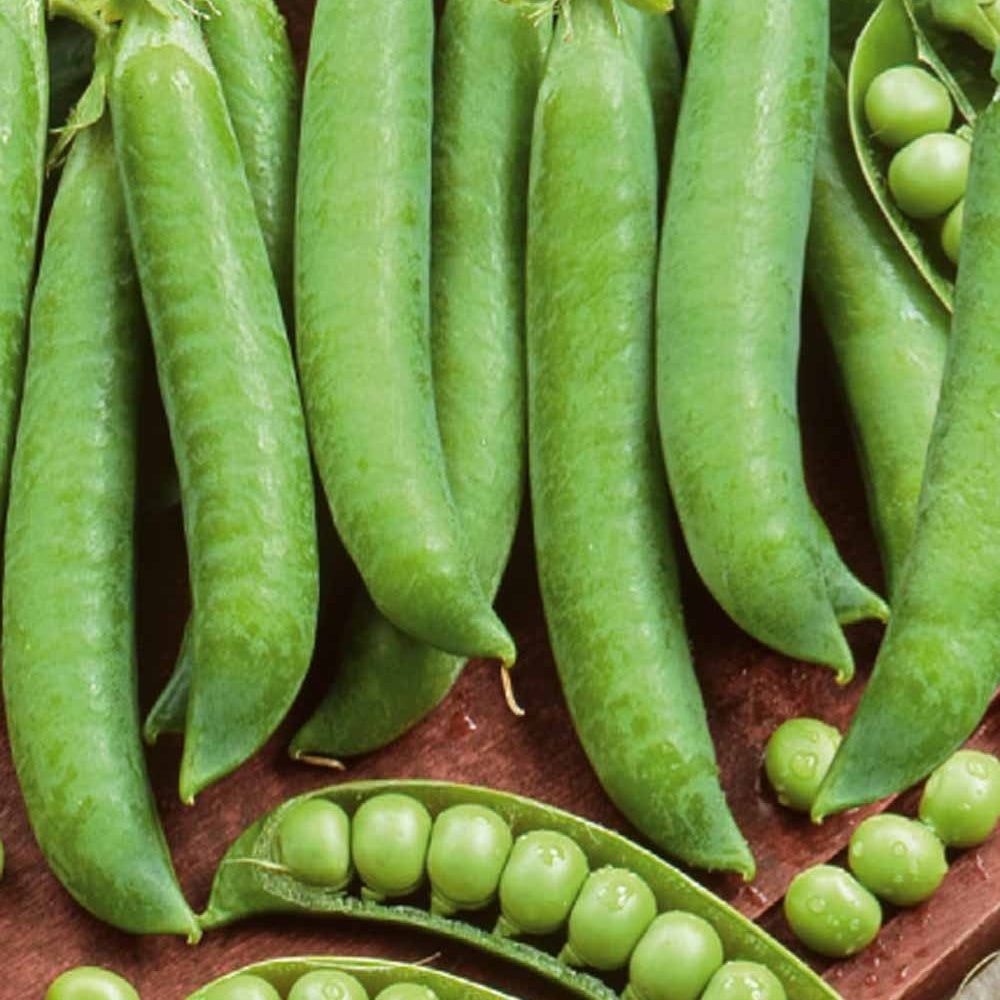 Grüne Erbsen Mechelse Krombek Serpette - Willemse