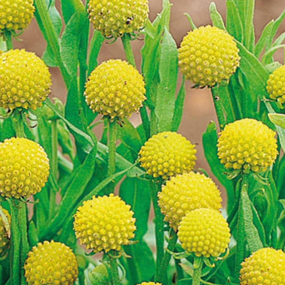 Cephalophora odorant Pineapples - Willemse