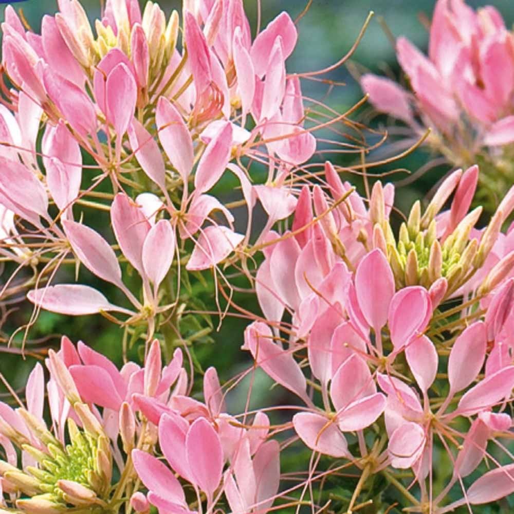Dornige Cleome Rose Beauty - Willemse