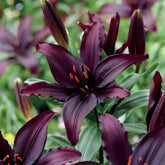 Asiatische Lilie 'Blacklist' (x5) - Willemse