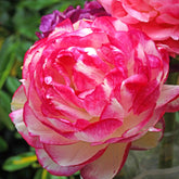 Ranunkel Picotee Pink (x12) - Ranunculus picotee pink - Willemse