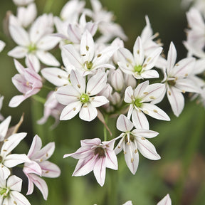 Allium cameleon - Zierlauch ‘Chameleon’ (x25) - Allium-Zwiebeln