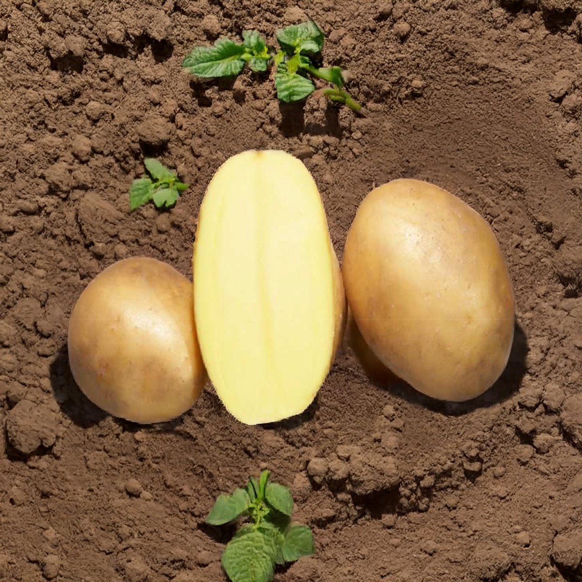 Osiris-Kartoffeln BIO (x25) - Solanum tuberosum osiris - Willemse