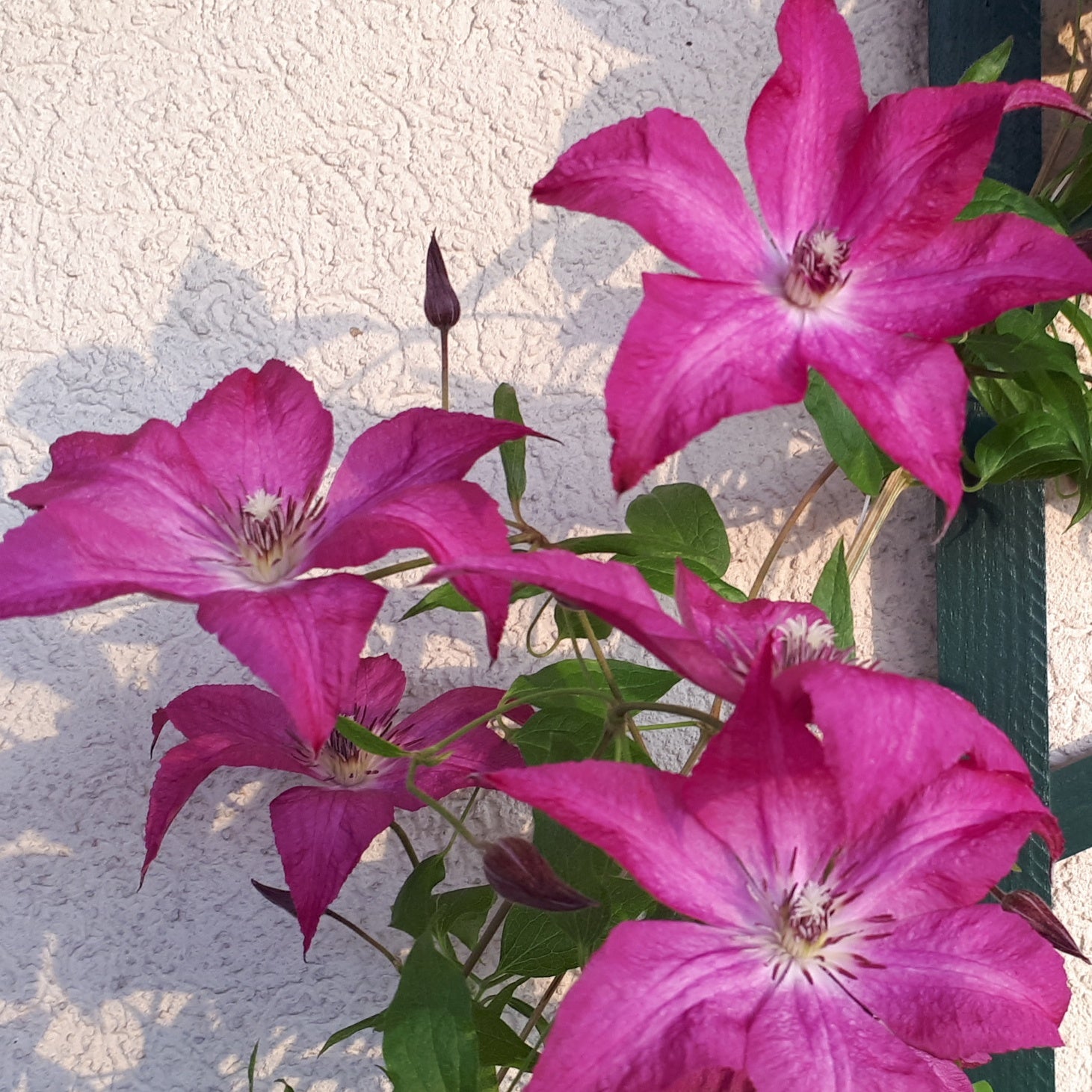 Clematis integrifolia nancy jour de la terre®clemi - Waldrebe Nancy, Tag der Erde® - Clematis
