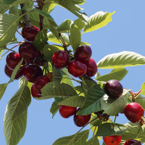 Sauerkirsche 'Montmorency' - Prunus avium griotte de montmorency - Willemse