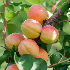 Aprikose 'Rouge du Roussillon' - Willemse