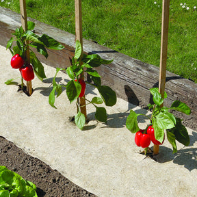 Natürlicher, biologisch abbaubarer Mulch Chanvrelin - Willemse