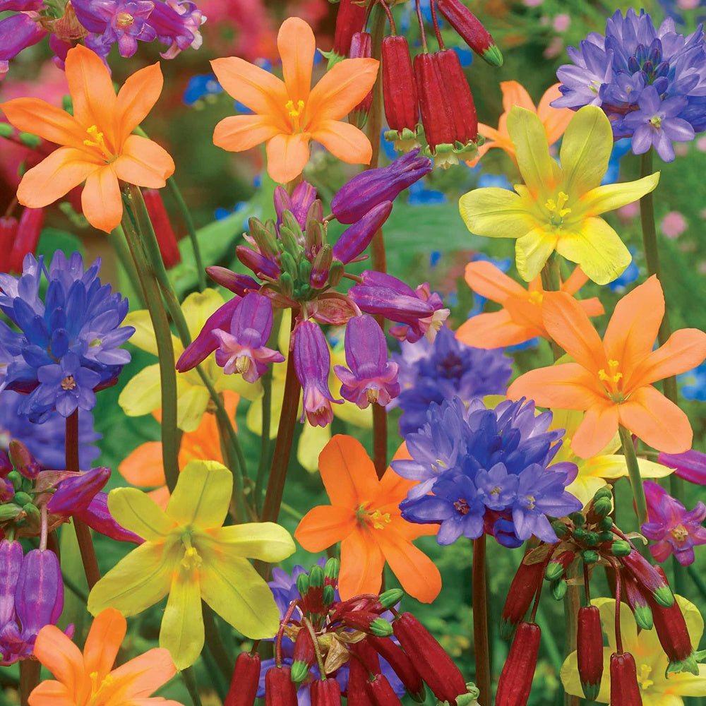 Blumenzwiebel Mischung für Beete, Töpfe und Balkon - Willemse