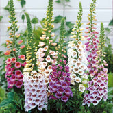 Fingerhut Mischung (x3) - Digitalis purpurea - Willemse