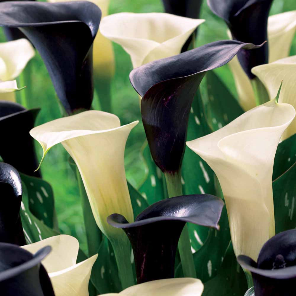 Calla Mischung (2 weiße Snowstar + 2 schwarze Cantor) (x4) - Willemse