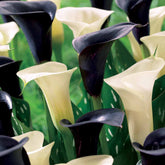 Calla Mischung (2 weiße Snowstar + 2 schwarze Cantor) (x4) - Willemse