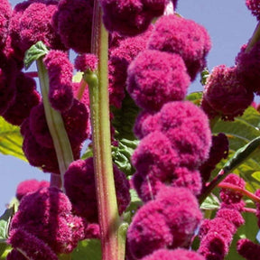 Amaranthus gibbeus - Fuchsschwanz Dreadlocks - Willemse