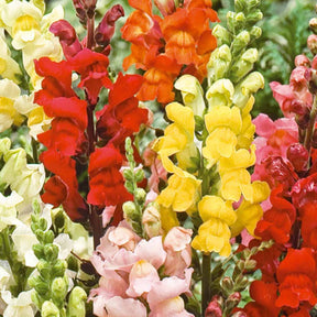 Löwenmaul 'Rainbow' Mischung halbhoch - Antirrhinum majus nanum - Willemse