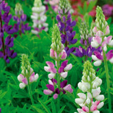 Hartweger Lupine einjährig in Mischung - Willemse