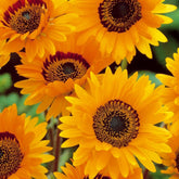 Venidium 'Prince of Orange' - Willemse