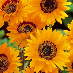 Venidium 'Prince of Orange' - Willemse