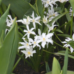 Schneeglanz Luciliae Alba (x20) - Chionodoxa Luciliae Alba - Willemse