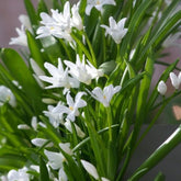Schneeglanz Luciliae Alba (x20) - Willemse