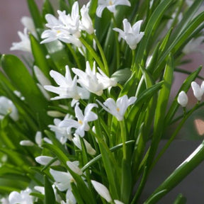 Schneeglanz Luciliae Alba (x20) - Willemse