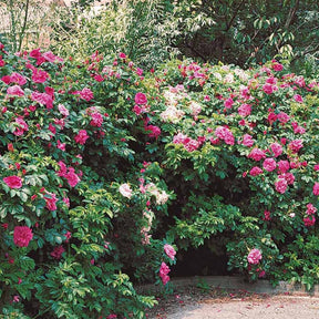 Kartoffelrose ‘Rubra’ - Rosa rugosa rubra - Willemse
