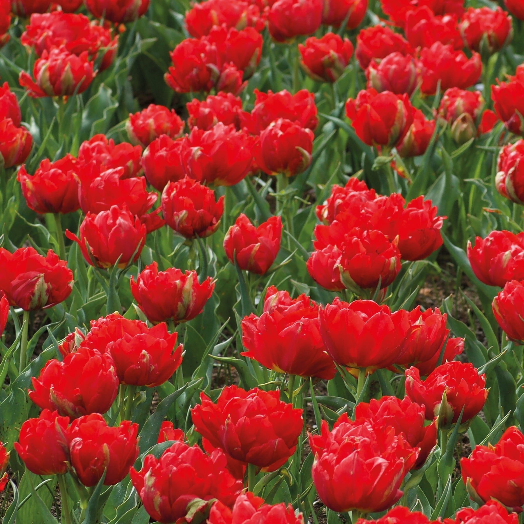 Tulpen ‘Abba’ gefüllt Rot (x7) - Willemse