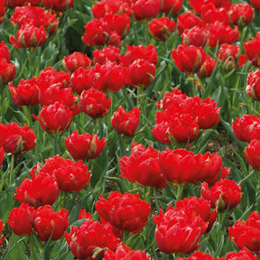 Tulpen ‘Abba’ gefüllt Rot (x7) - Willemse