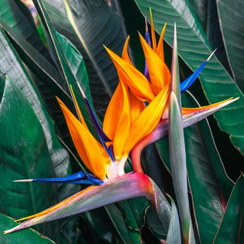 Paradiesvogelblume Strelitzia - Strelitzia reginae - Willemse