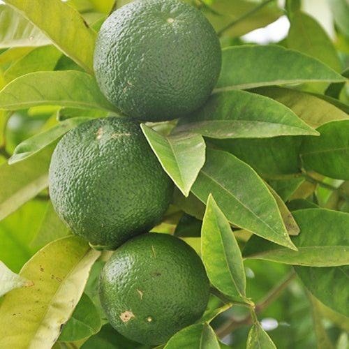 Citrus aurantifolia - Echte Limette - Zitrusfrüchte