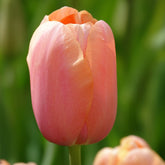 Tulpe 'Menton' (x7) - Tulipa 'menton' - Willemse
