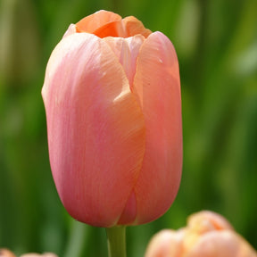 Tulpe 'Menton' (x7) - Tulipa 'menton' - Willemse