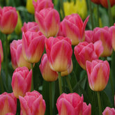 Triumph-Tulpen Tom Pouce - Tulipa 'tom pouce' - Willemse
