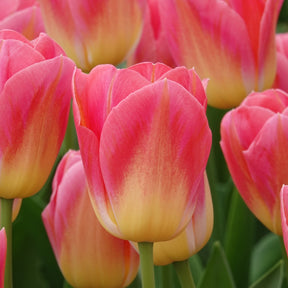 Triumph-Tulpen Tom Pouce - Willemse