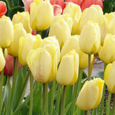 Darwin-Tulpen Golden Parade - Tulipa 'golden parade' - Willemse